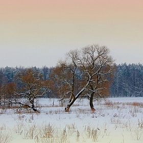 фотограф Сергей Шабуневич. Фотография "Этюды зимы"
