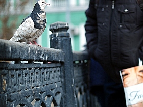 голуби на мосту | Фотограф урал КЗН | foto.by фото.бай