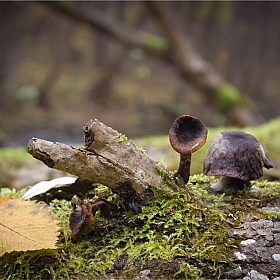 фотограф Александр Войтко. Фотография "Лесной натюрморт"