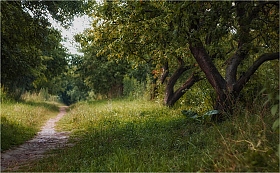 Старый сад | Фотограф Сергей Шабуневич | foto.by фото.бай