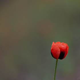 Неизвестный цветок... | Фотограф Вадим К | foto.by фото.бай