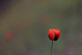 Неизвестный цветок... | Фотограф Вадим К | foto.by фото.бай