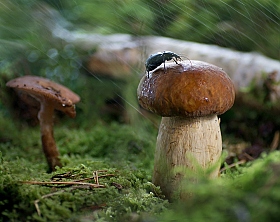 Летний дождик | Фотограф Лариса Пашкевич | foto.by фото.бай