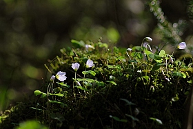 Весна | Фотограф Егор Васильев | foto.by фото.бай