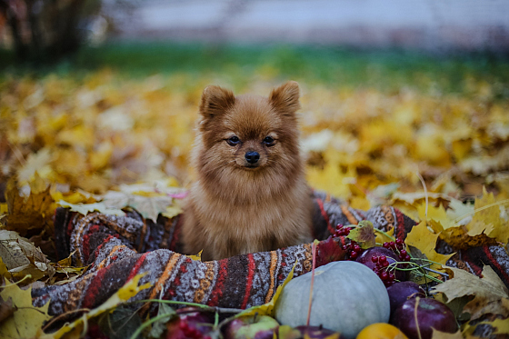 Фотограф Настя Шубина, фотография добавлена 26.11.2018