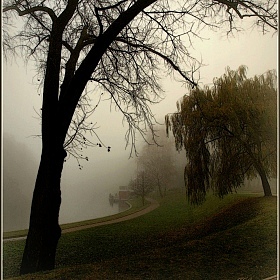фотограф Игорь Сафонов. Фотография "в парке туман"