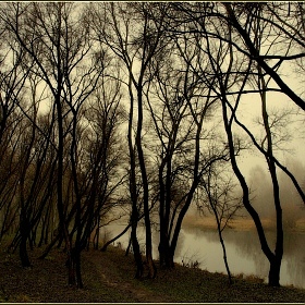 фотограф Игорь Сафонов. Фотография "деревья у реки"