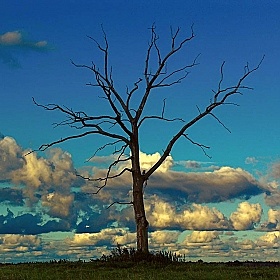 фотограф Роман Маисей. Фотография "Дерево и облака"