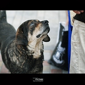 фотограф Сергей Пилтник. Фотография "Бездомный пес"