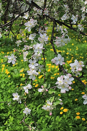 Яблони и одуванчики цветут | Фотограф Sosnowskaya Karina | foto.by фото.бай