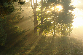 утро в лесу | Фотограф Сергей Тарасюк | foto.by фото.бай
