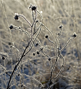 Зимние переплетения | Фотограф Алина Герасимович | foto.by фото.бай