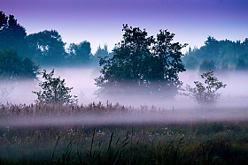 Туман на болоте | Фотограф Егор Бабий | foto.by фото.бай