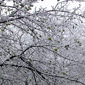 зимняя яблоня | Фотограф ееее ееее | foto.by фото.бай