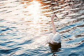 Лебедь | Фотограф Александр Тарасевич | foto.by фото.бай