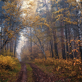 фотограф  . Фотография "Осень в лесу."