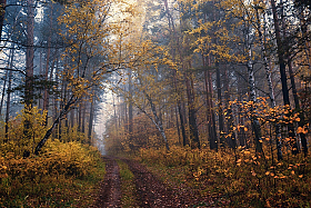 Осень в лесу. | Фотограф Mihail | foto.by фото.бай