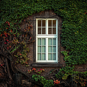 окно | Фотограф Ирина Королева | foto.by фото.бай