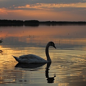фотограф Andrey Arakcheev. Фотография "Лебедь на закате."
