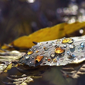 фотограф Наталья Прядко. Фотография "Янтарные слезы осени"