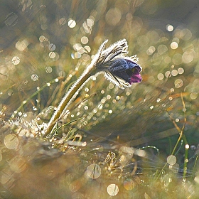 фотограф Александр Игнатьев. Фотография "Сон Сон- Травы."