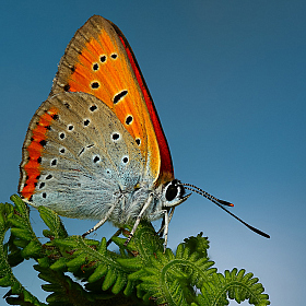 Голубянка на голубом | Фотограф Андрей Шаповалов | foto.by фото.бай