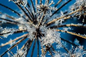 Снежинки | Фотограф Екатерина Кузнецова | foto.by фото.бай