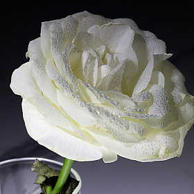 фотограф Вадим К. Фотография "Цветок белой розы в стакане"