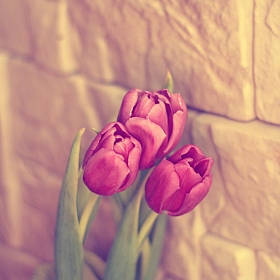 тюльпаны | Фотограф Светлана Шавловская | foto.by фото.бай
