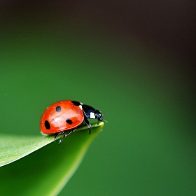 фотограф Харук Виктор. Фотография "ladybug"