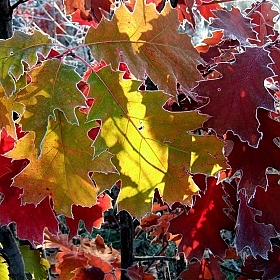 Раскрасила осень... | Фотограф Виктор Позняков | foto.by фото.бай