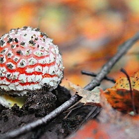 осенью в лесу | Фотограф Дмитрий Федоров | foto.by фото.бай