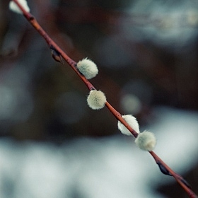фотограф Матвей Коршунов. Фотография "Spring is near"