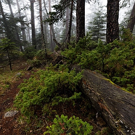 фотограф Александр Плеханов. Фотография "Тропинка в туманном лесу"