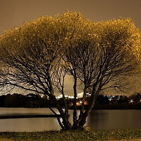 фотограф Gera More. Фотография "дерево"