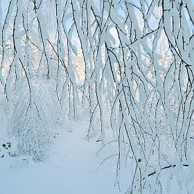 фотограф Владислав Рогалев. Фотография "утро после снегопада"