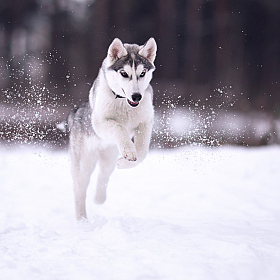 Без снега - это не зима | Фотограф Алексей Баталов | foto.by фото.бай