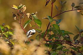 Птица-синица | Фотограф Сергей Кондрачук | foto.by фото.бай