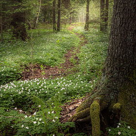Лесными тропинками | Фотограф Виталий Шаливский | foto.by фото.бай