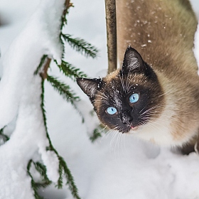 фотограф Алёна Шаршунс. Фотография "кот Сиам зимой"