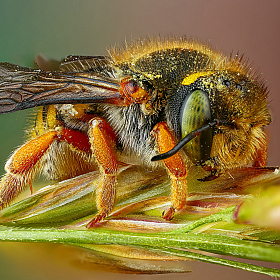 Пчела | Фотограф Андрей Шаповалов | foto.by фото.бай