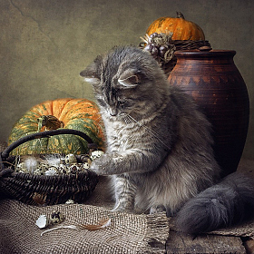 Специальные яйца для кошек | Фотограф Ирина Приходько | foto.by фото.бай