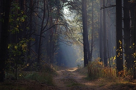 По лесной дороге | Фотограф Сергей Шляга | foto.by фото.бай