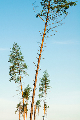 Pines | Фотограф Алексей Шандалин | foto.by фото.бай
