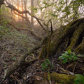 В лесу | Фотограф Volha Ahranovich | foto.by фото.бай