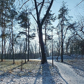 фотограф Сергей Мышковский. Фотография "Утро в парке"
