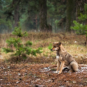 фотограф Даша Сергеева. Фотография "В лесу"