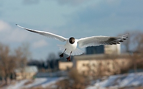 Чайка над городом | Фотограф Андрей Марцинкевич | foto.by фото.бай