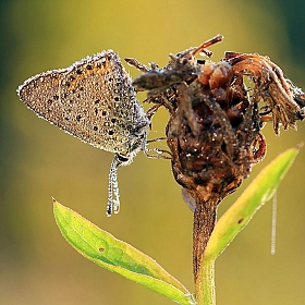 фотограф Андрей Марцинкевич. Фотография "Этюд с бабочкой на желтом фоне"