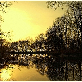 фотограф Игорь Сафонов. Фотография "деревья, солнце и пруд"